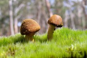世界保龄球城市联赛赛制改革意见征集：优化观赛体验，保龄球国际赛事